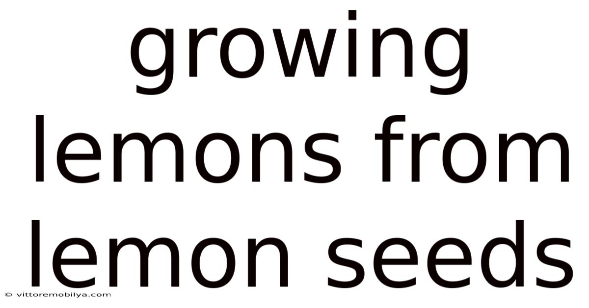 Growing Lemons From Lemon Seeds