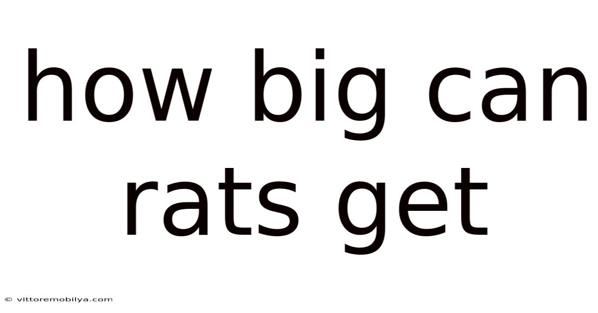 How Big Can Rats Get