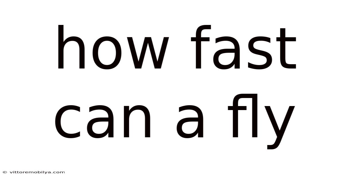 How Fast Can A Fly