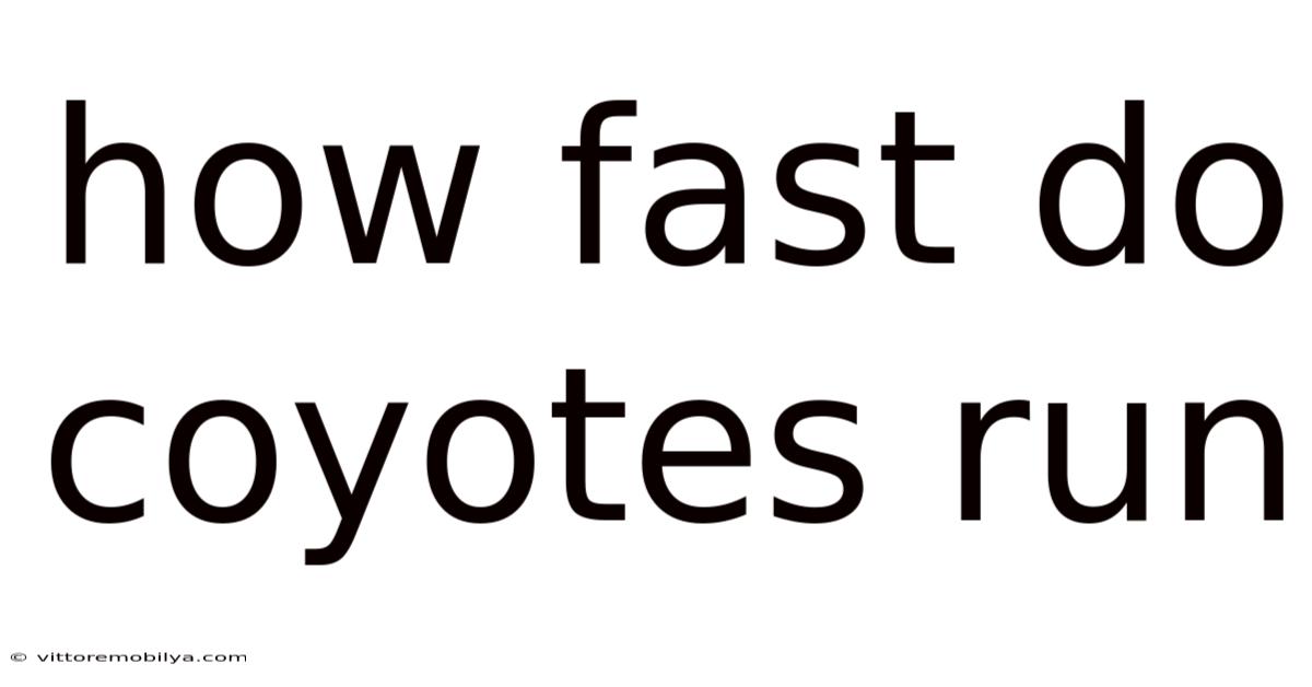 How Fast Do Coyotes Run