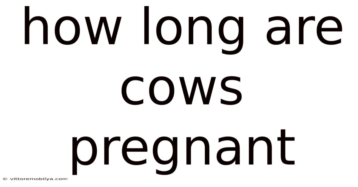 How Long Are Cows Pregnant