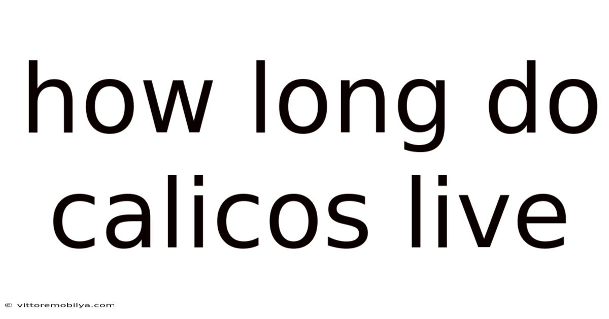 How Long Do Calicos Live