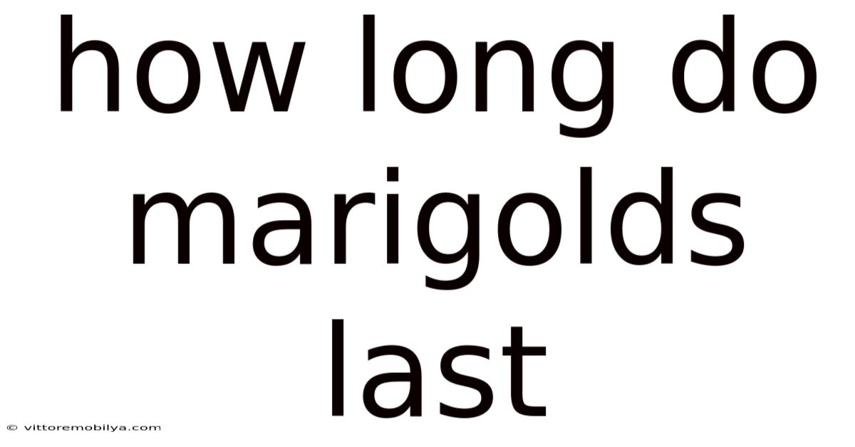 How Long Do Marigolds Last
