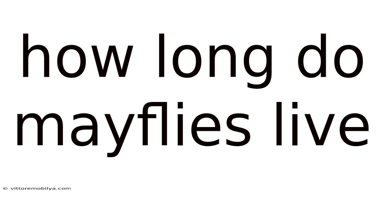 How Long Do Mayflies Live