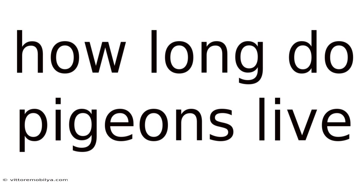 How Long Do Pigeons Live
