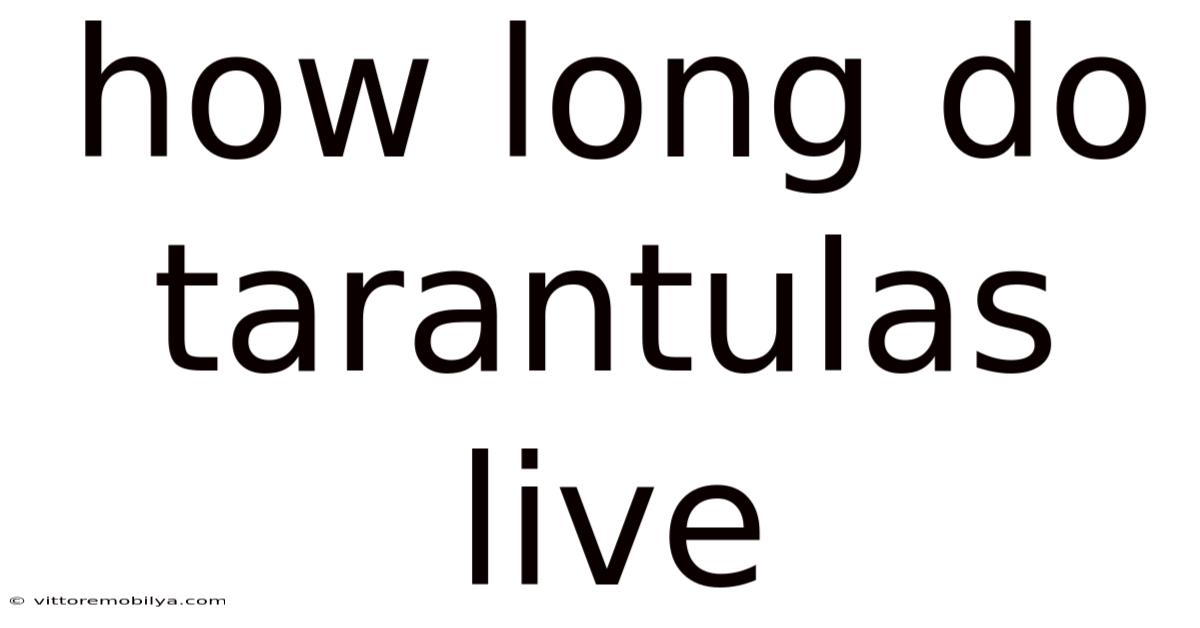 How Long Do Tarantulas Live