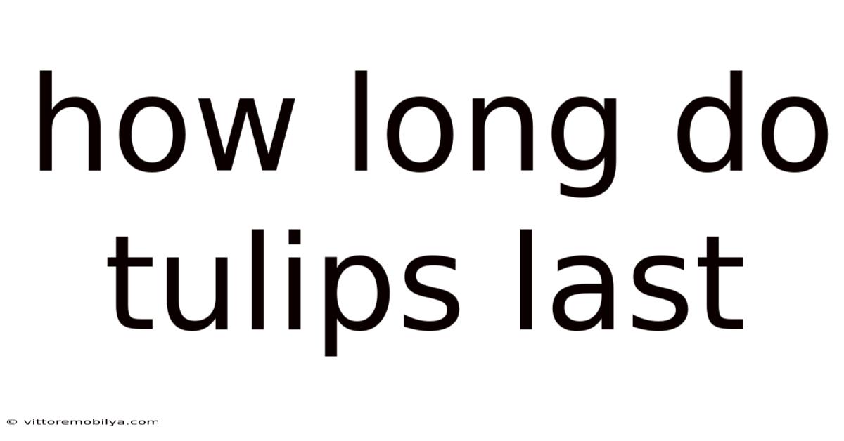 How Long Do Tulips Last
