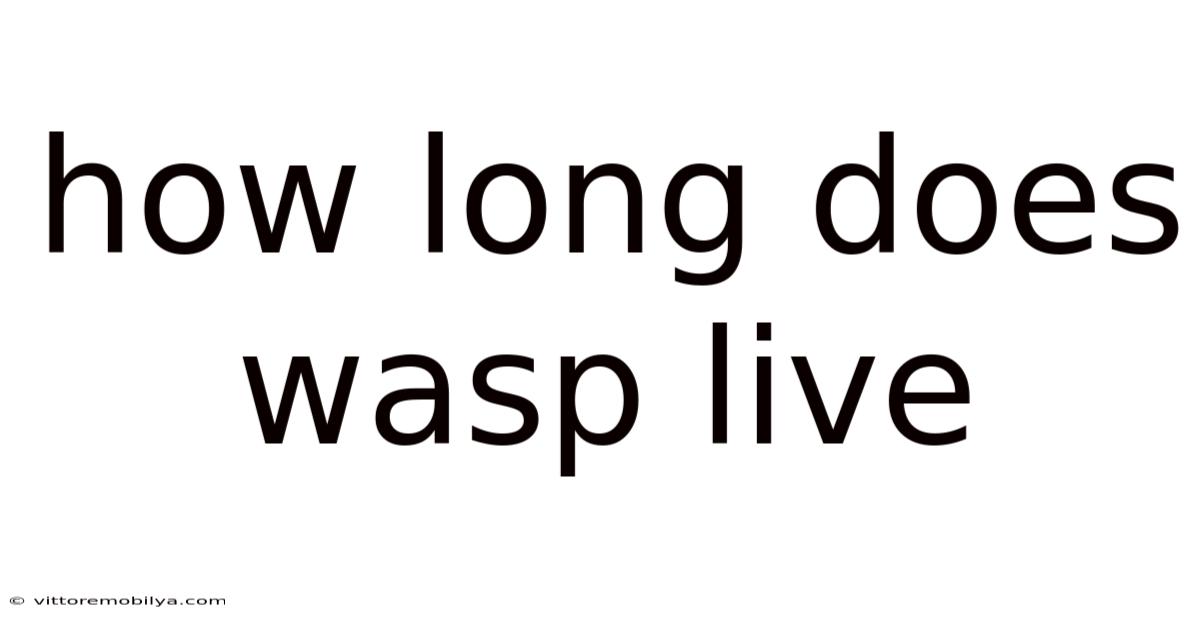How Long Does Wasp Live