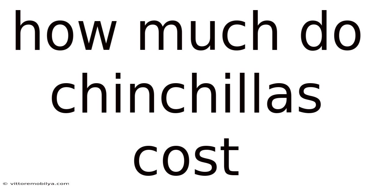 How Much Do Chinchillas Cost