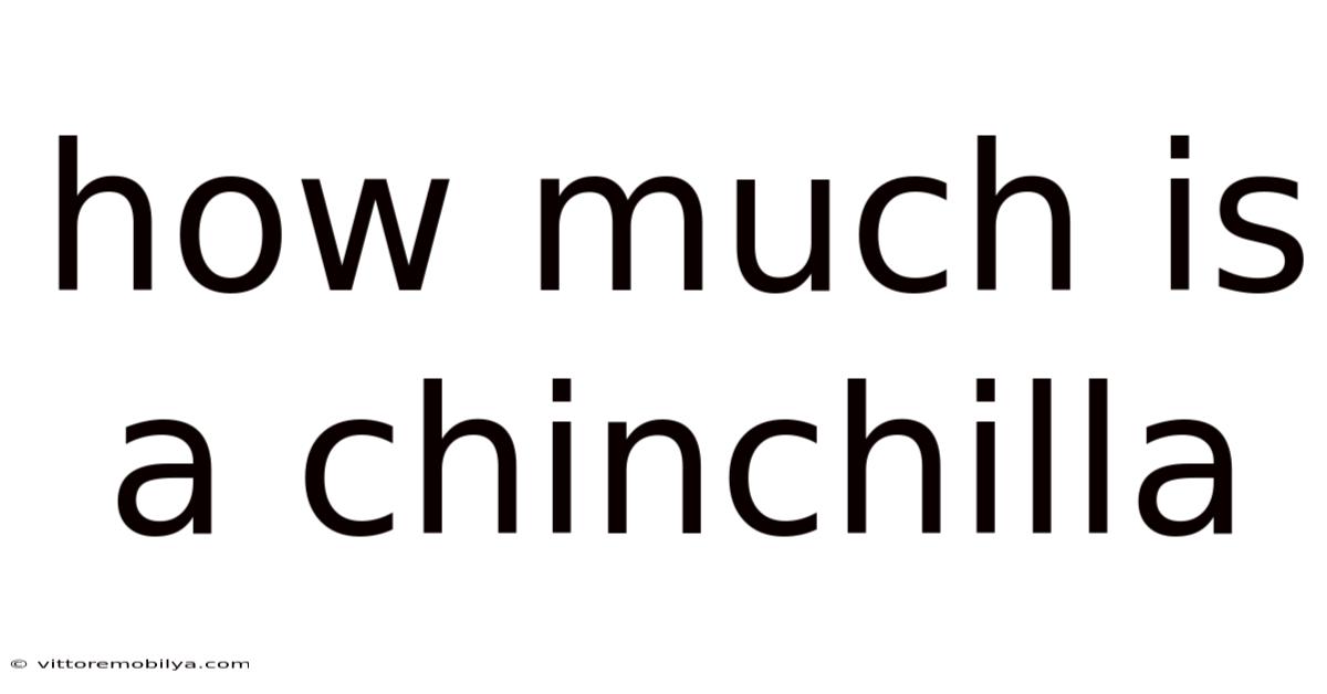 How Much Is A Chinchilla