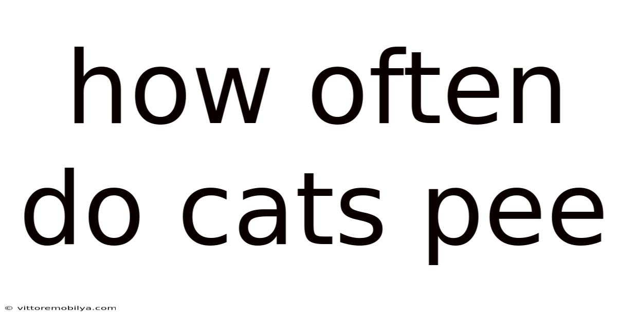 How Often Do Cats Pee