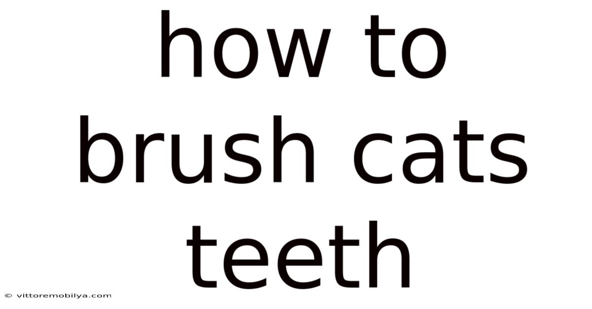 How To Brush Cats Teeth