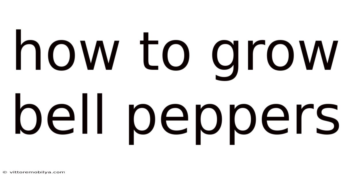 How To Grow Bell Peppers