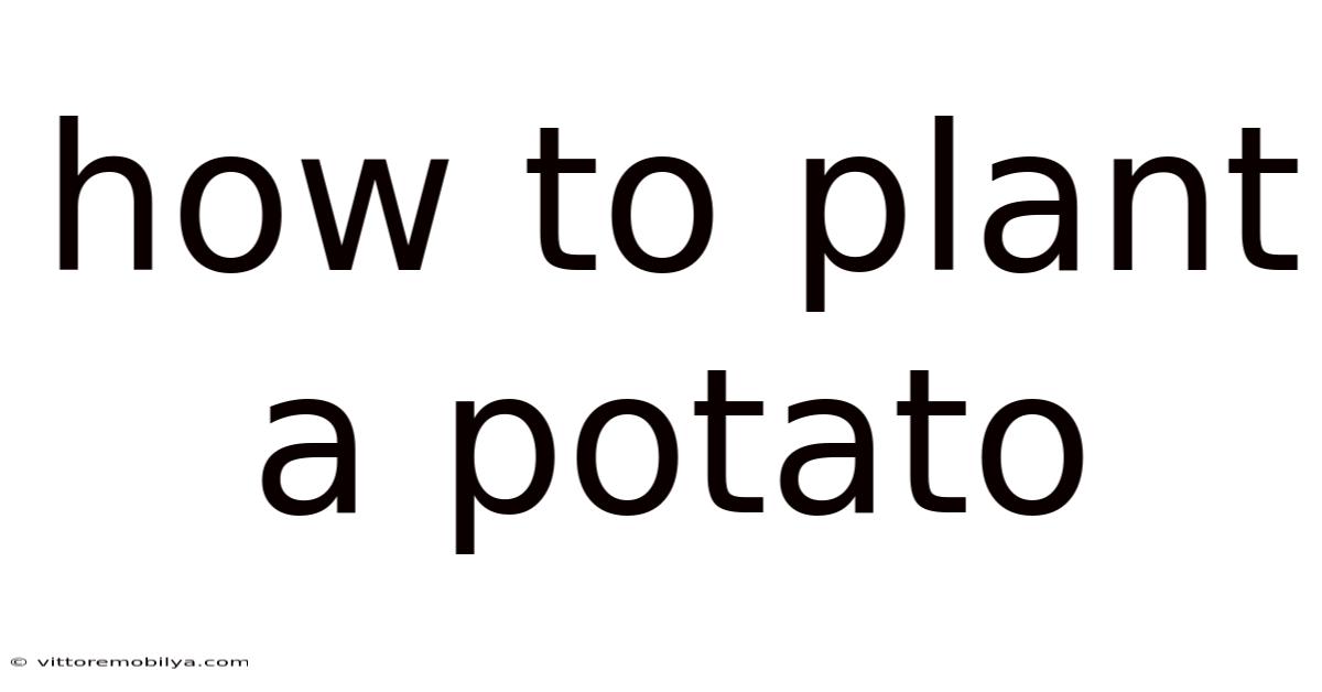 How To Plant A Potato