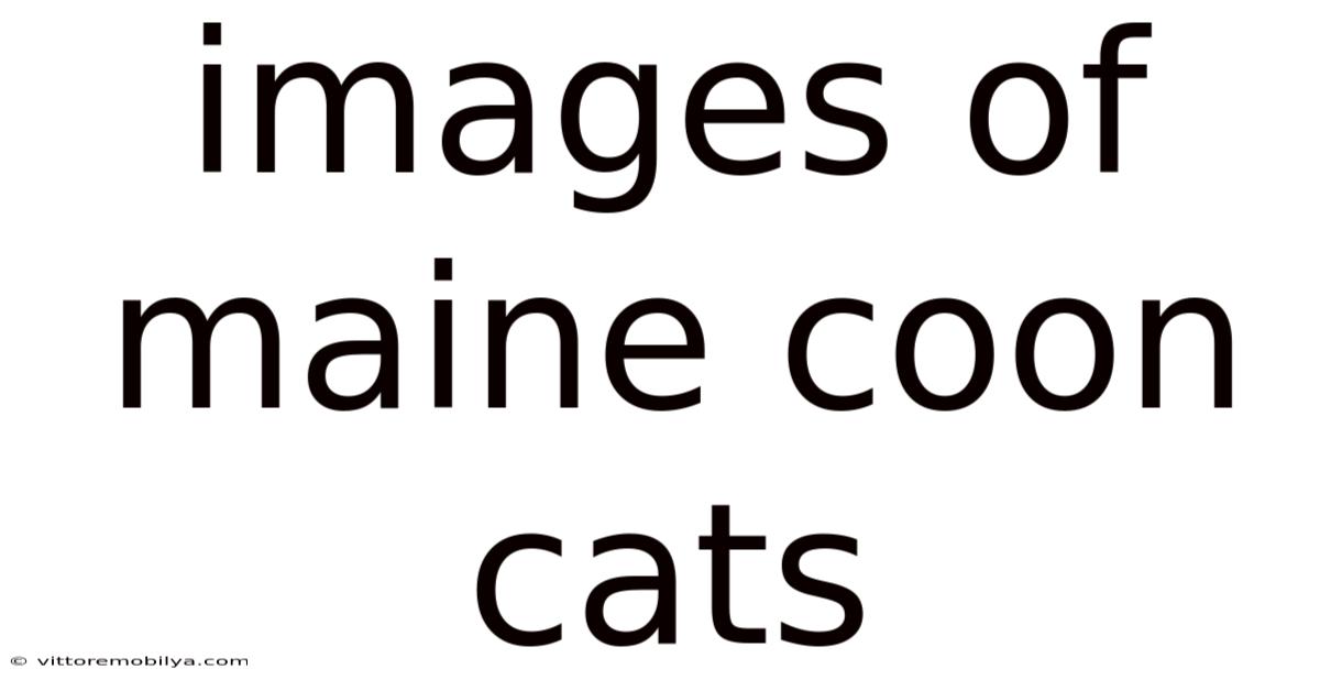 Images Of Maine Coon Cats