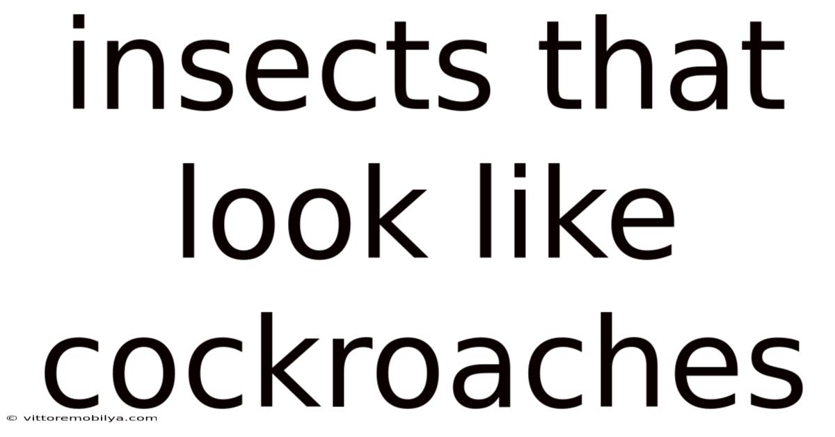 Insects That Look Like Cockroaches