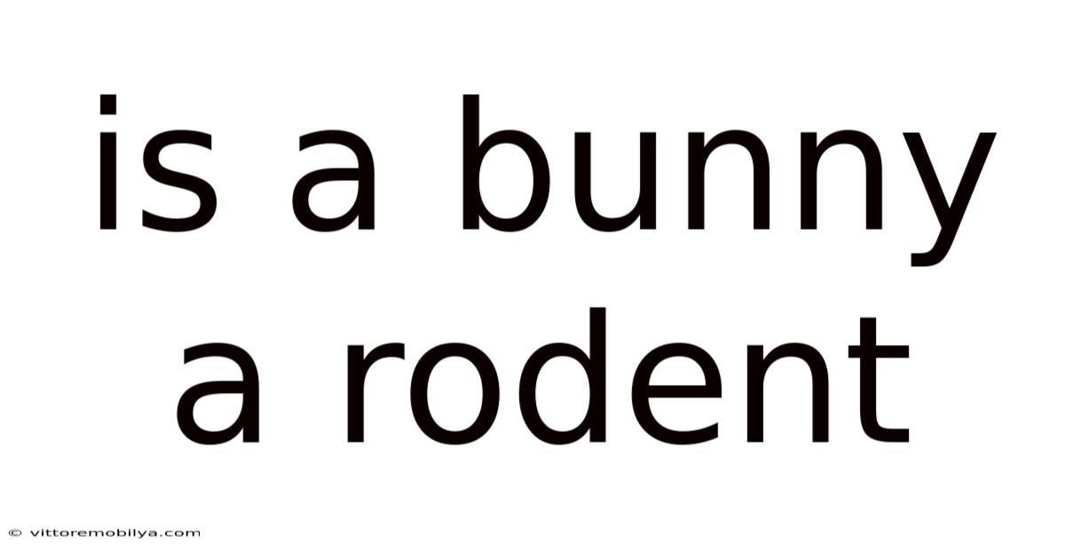 Is A Bunny A Rodent