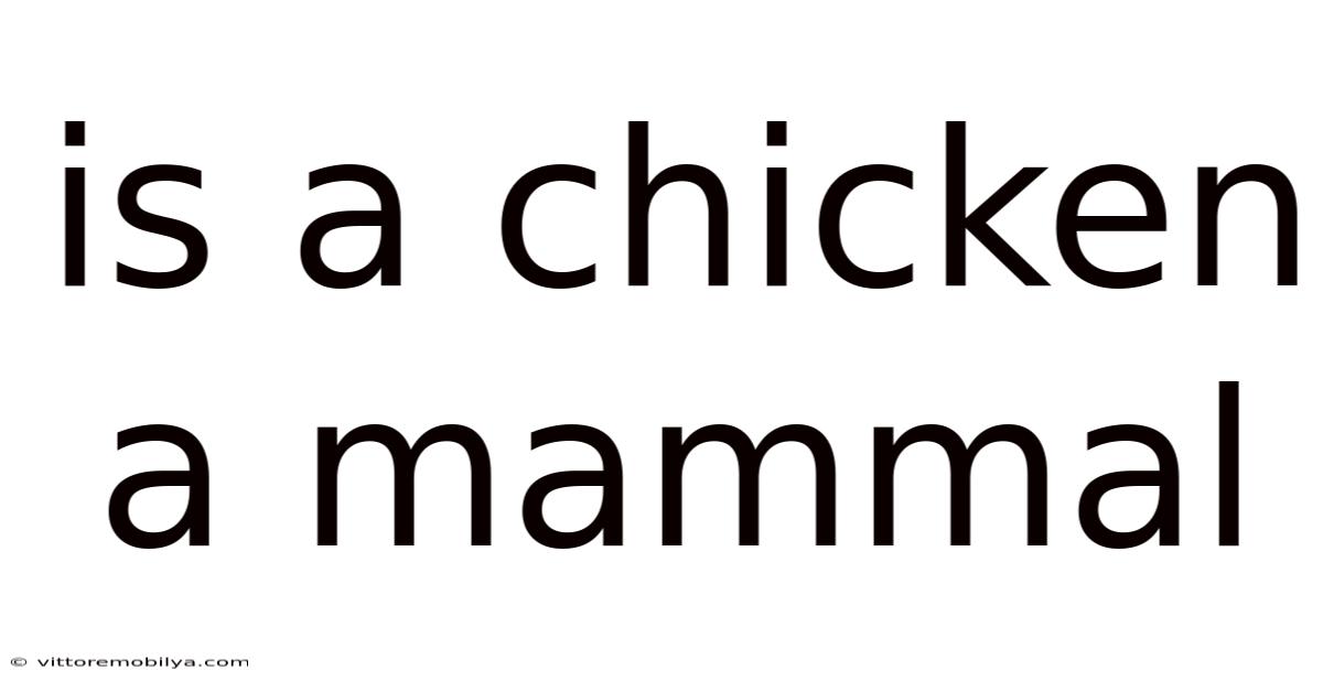 Is A Chicken A Mammal