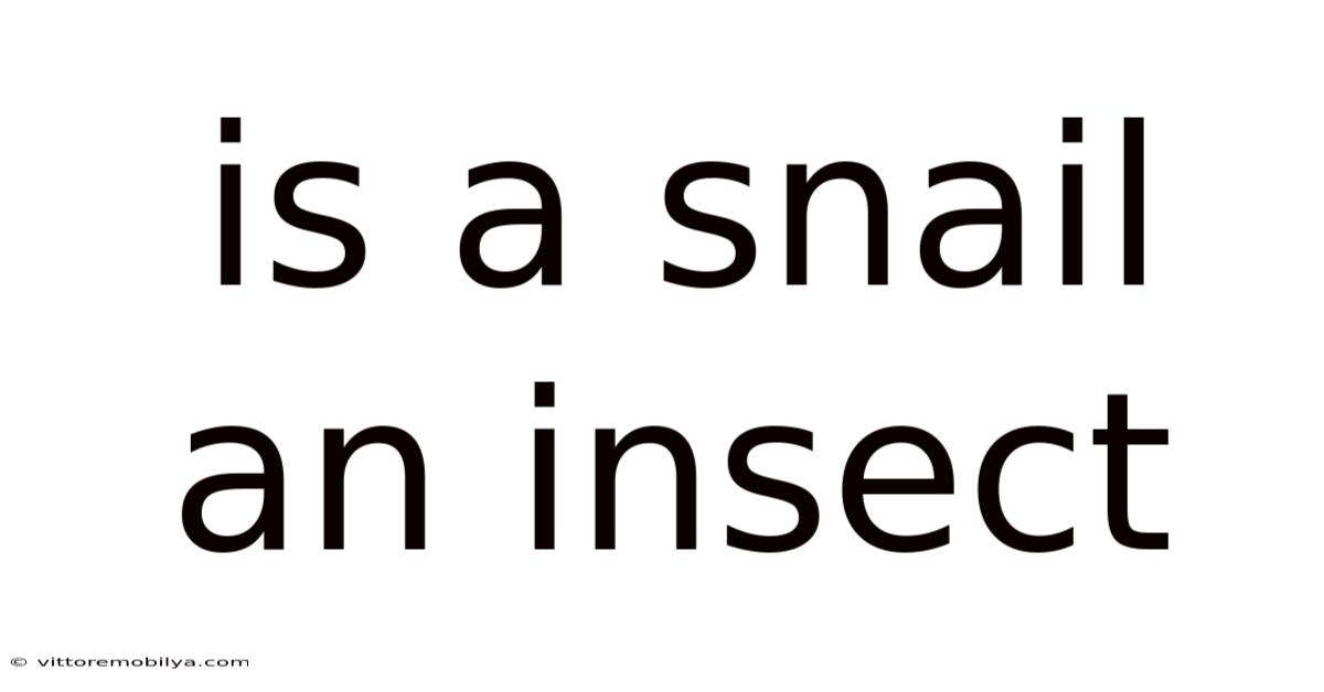 Is A Snail An Insect