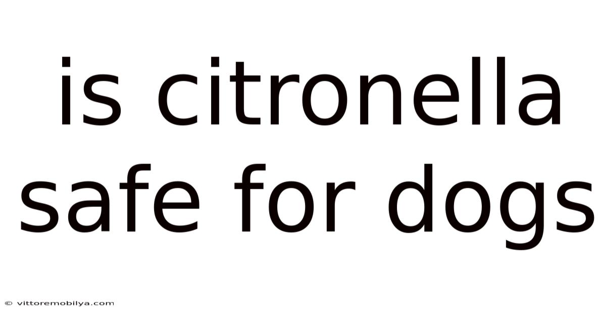 Is Citronella Safe For Dogs