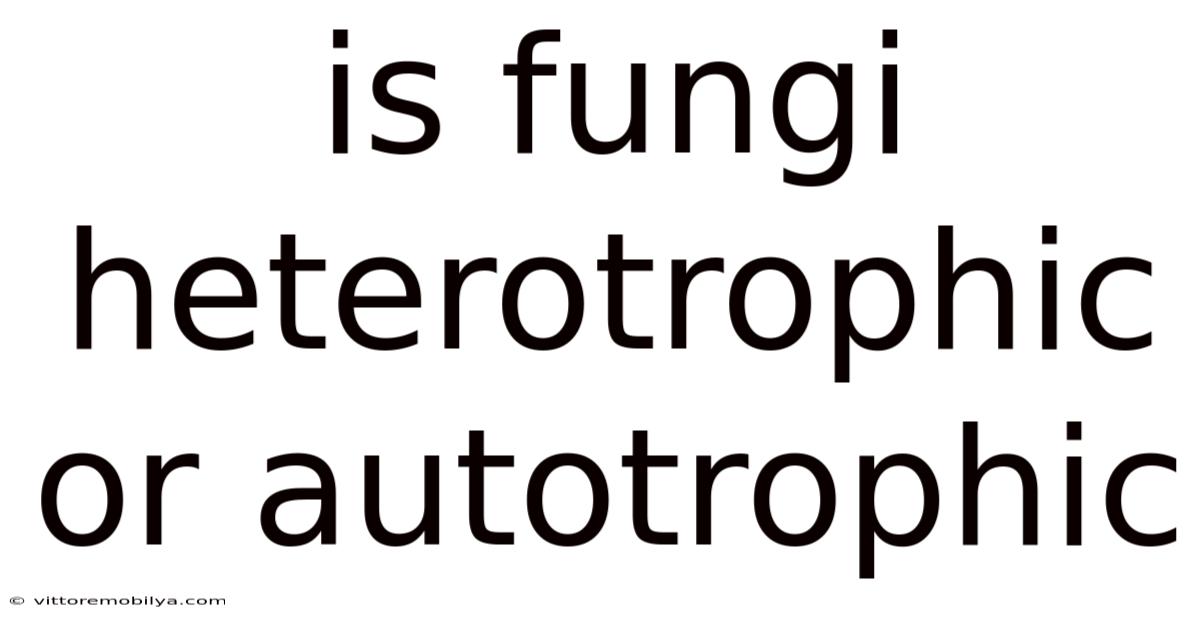 Is Fungi Heterotrophic Or Autotrophic