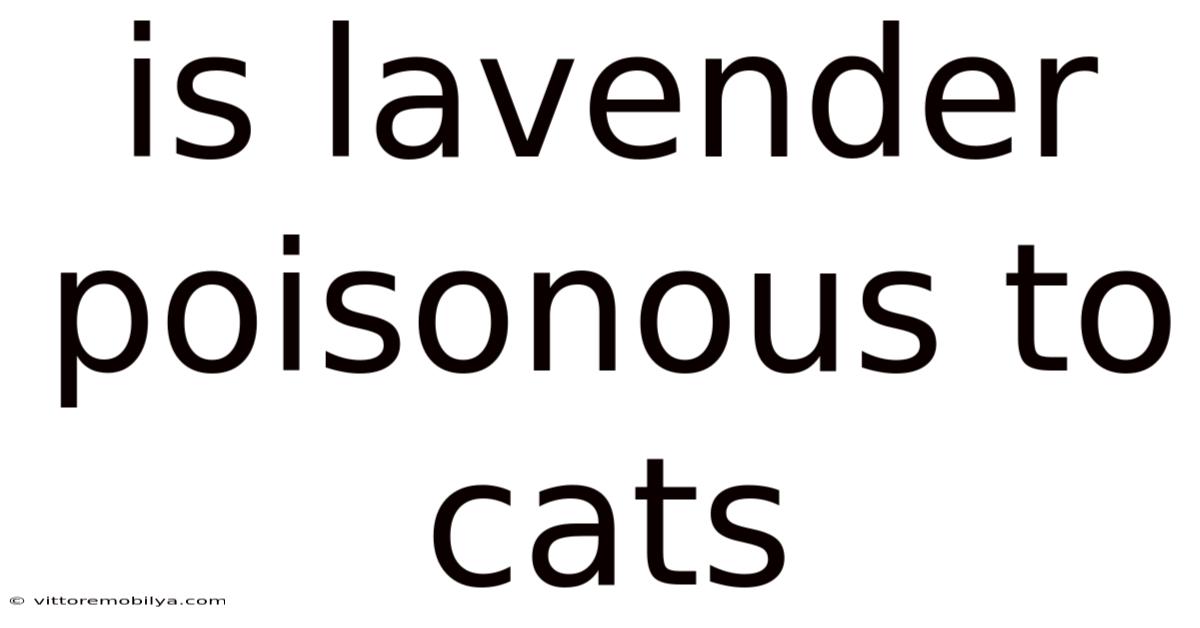 Is Lavender Poisonous To Cats