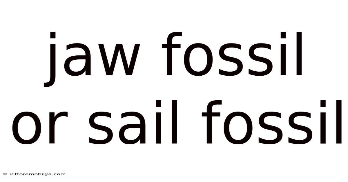 Jaw Fossil Or Sail Fossil