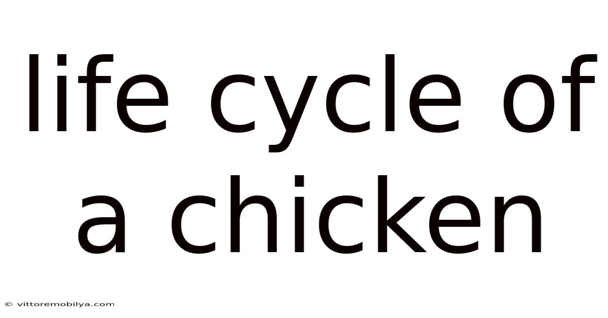 Life Cycle Of A Chicken