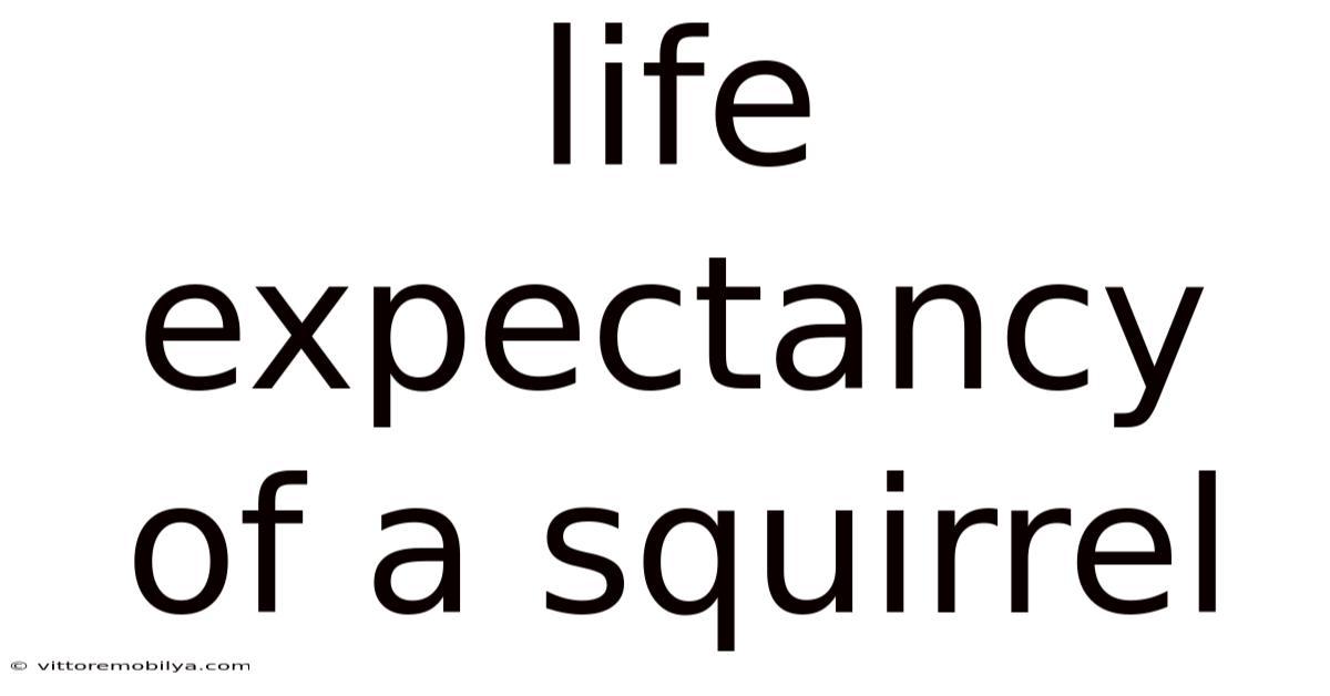 Life Expectancy Of A Squirrel