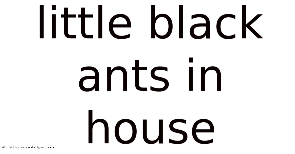 Little Black Ants In House