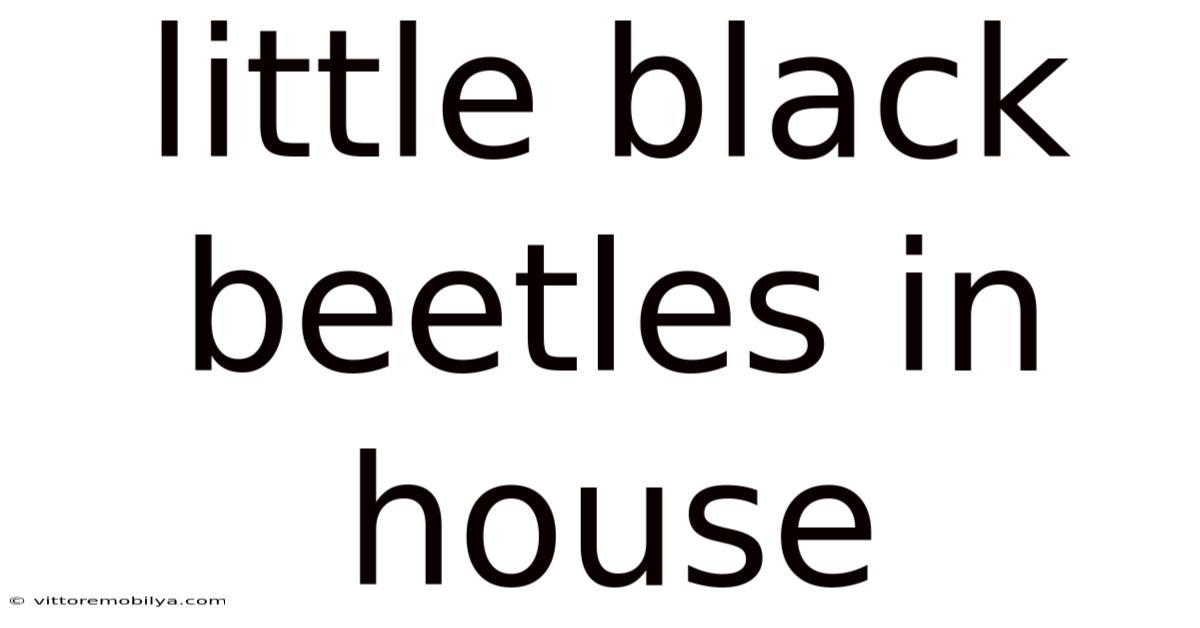 Little Black Beetles In House