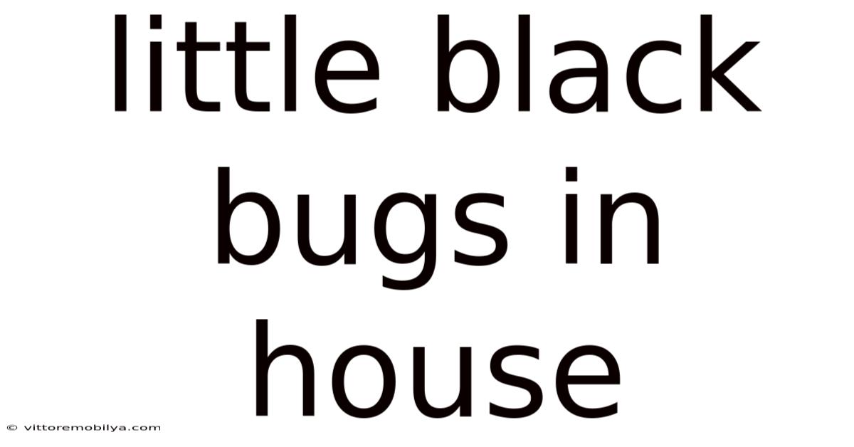 Little Black Bugs In House