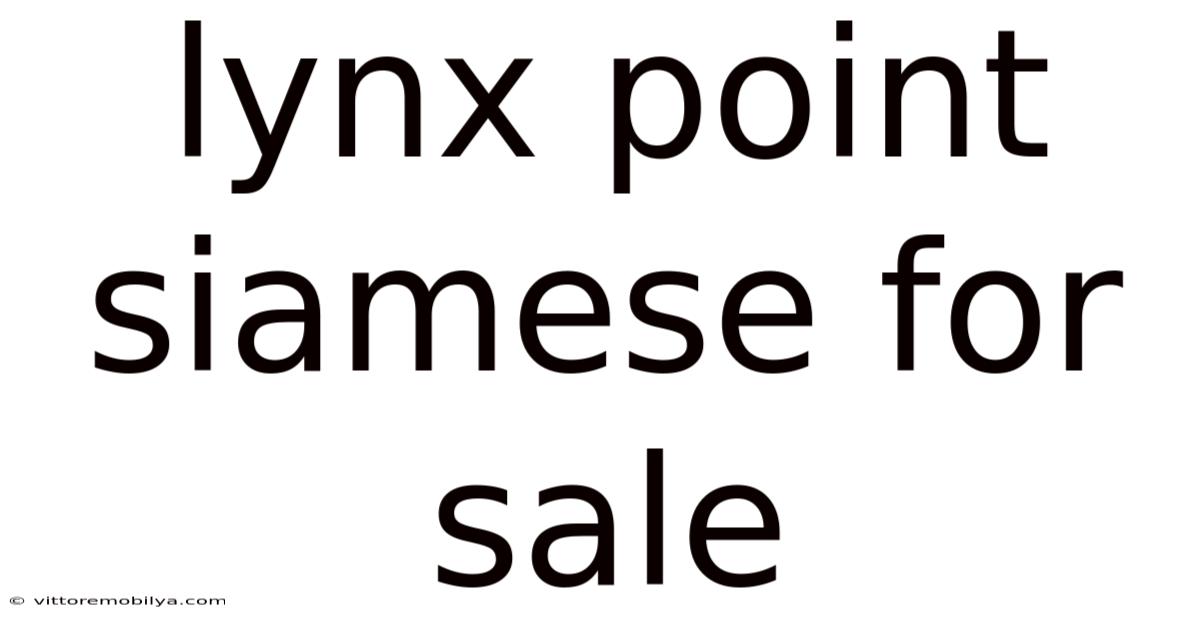 Lynx Point Siamese For Sale