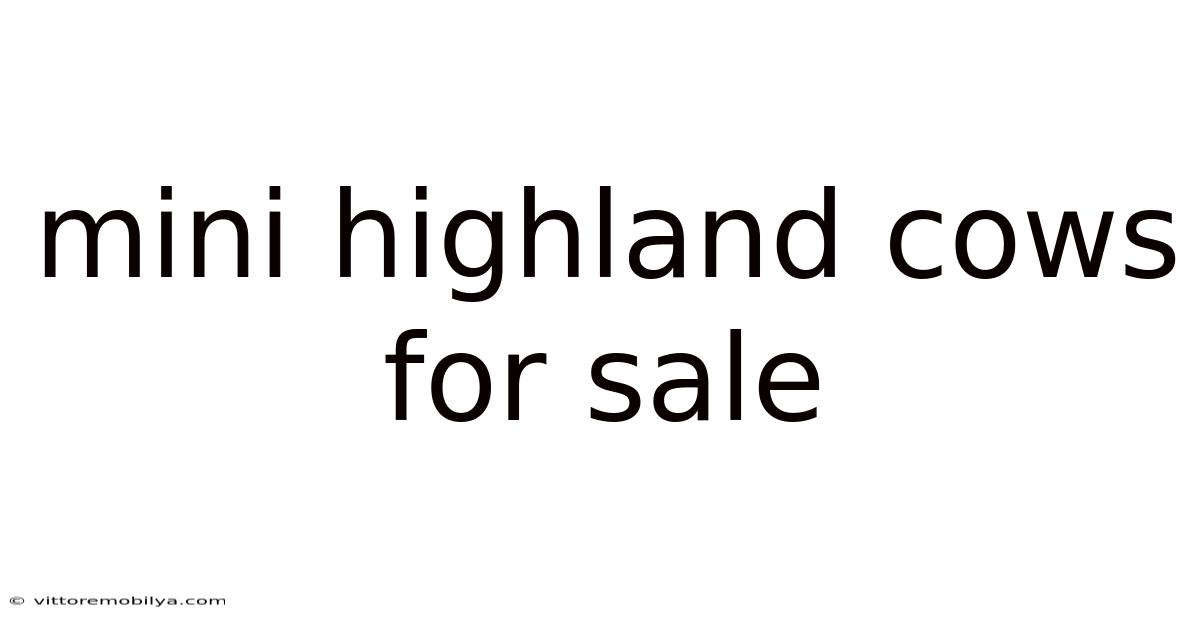 Mini Highland Cows For Sale