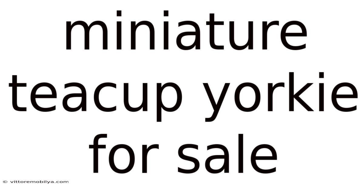 Miniature Teacup Yorkie For Sale