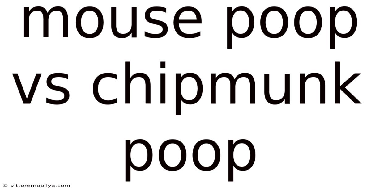 Mouse Poop Vs Chipmunk Poop