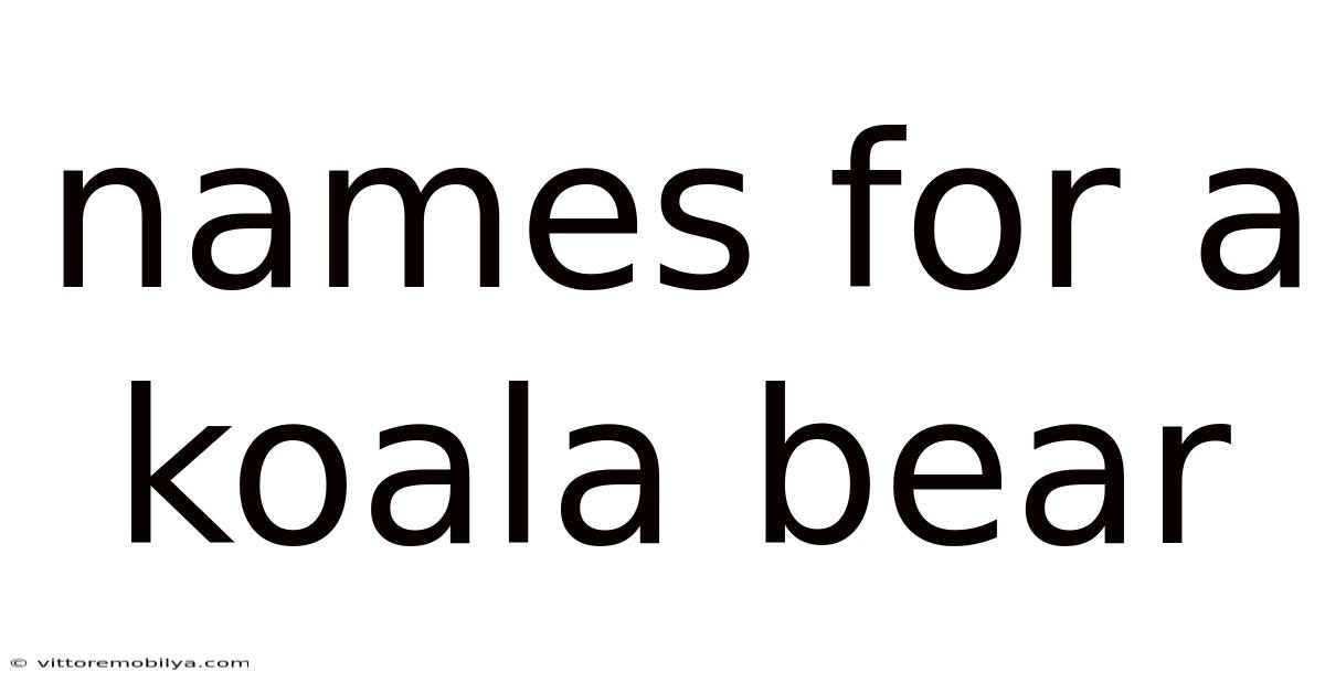 Names For A Koala Bear
