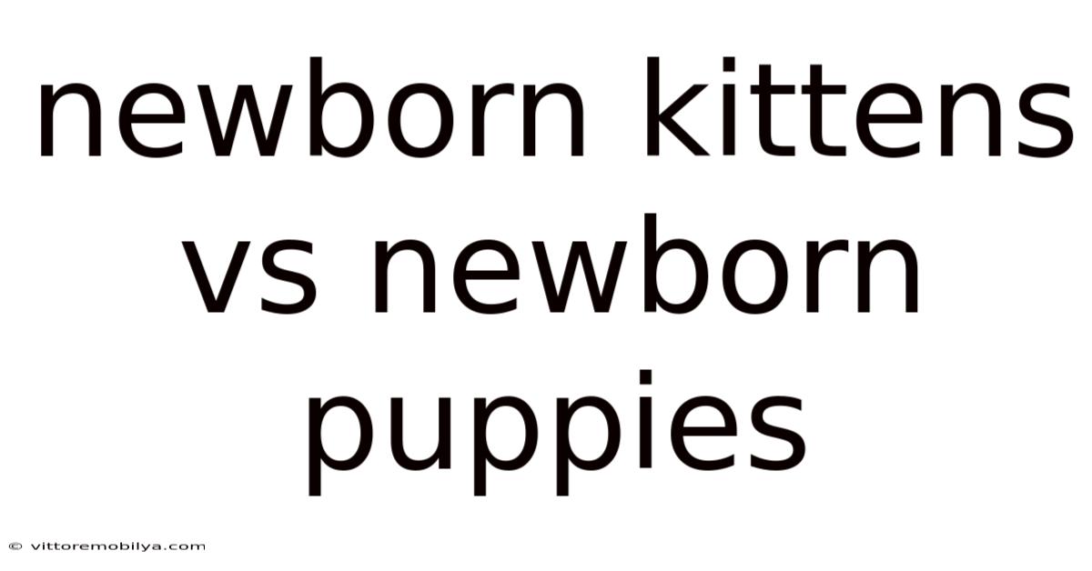 Newborn Kittens Vs Newborn Puppies