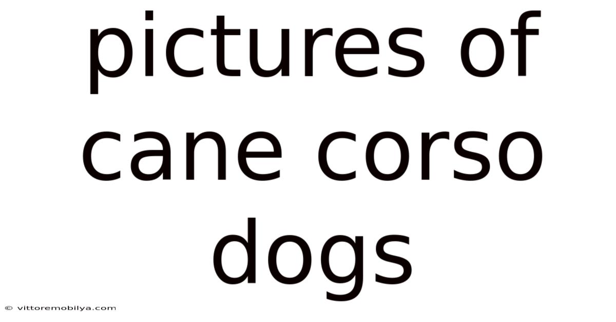 Pictures Of Cane Corso Dogs