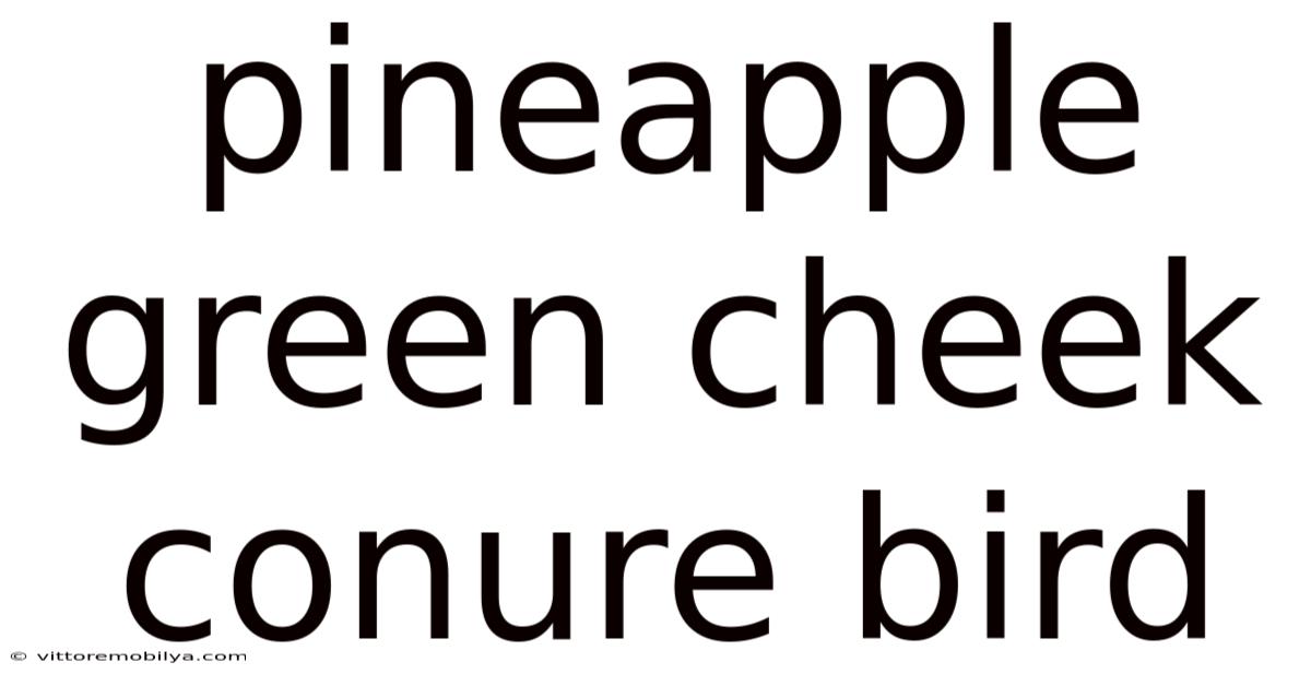 Pineapple Green Cheek Conure Bird
