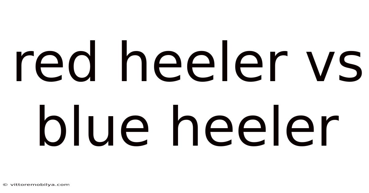 Red Heeler Vs Blue Heeler