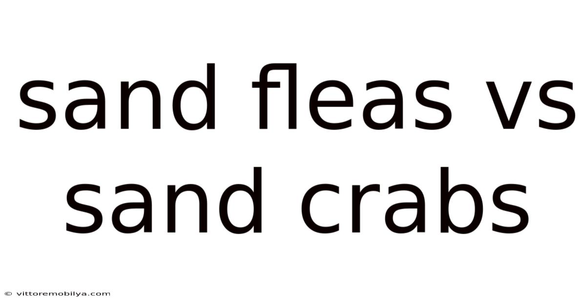 Sand Fleas Vs Sand Crabs