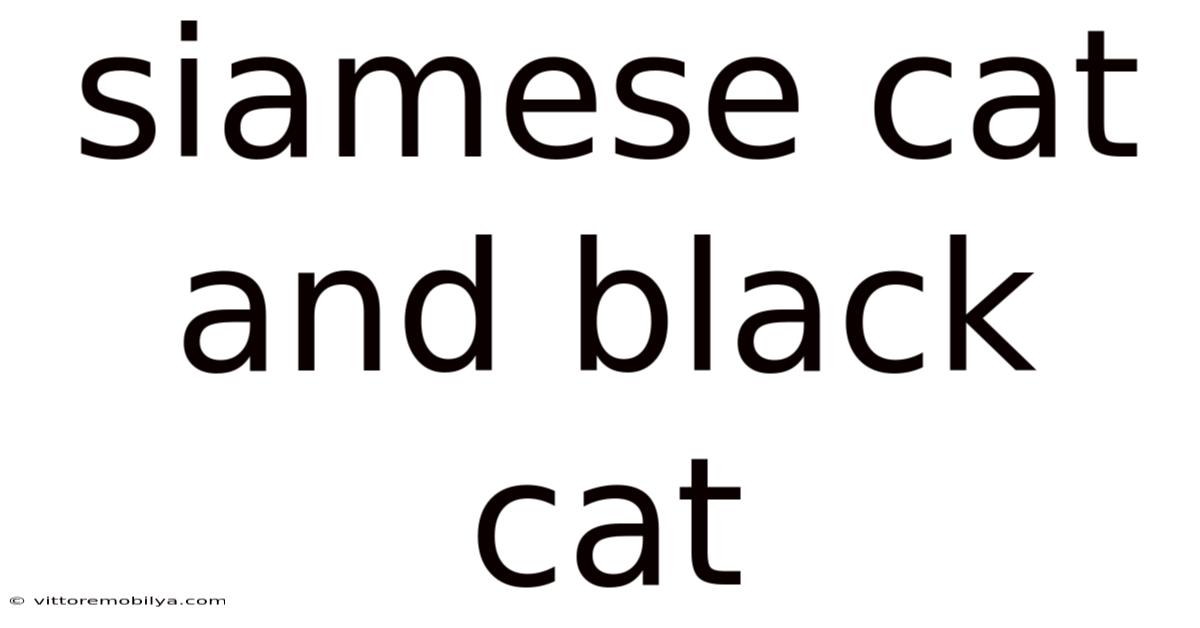 Siamese Cat And Black Cat