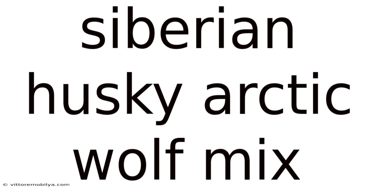 Siberian Husky Arctic Wolf Mix