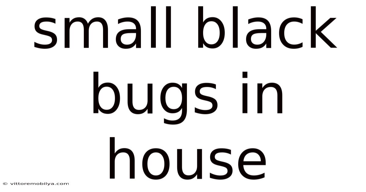 Small Black Bugs In House