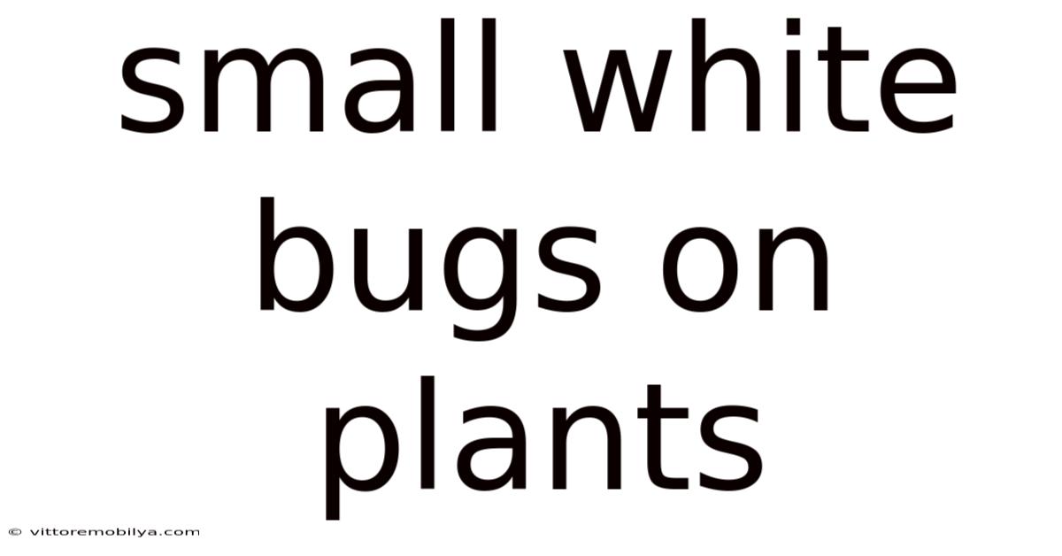 Small White Bugs On Plants