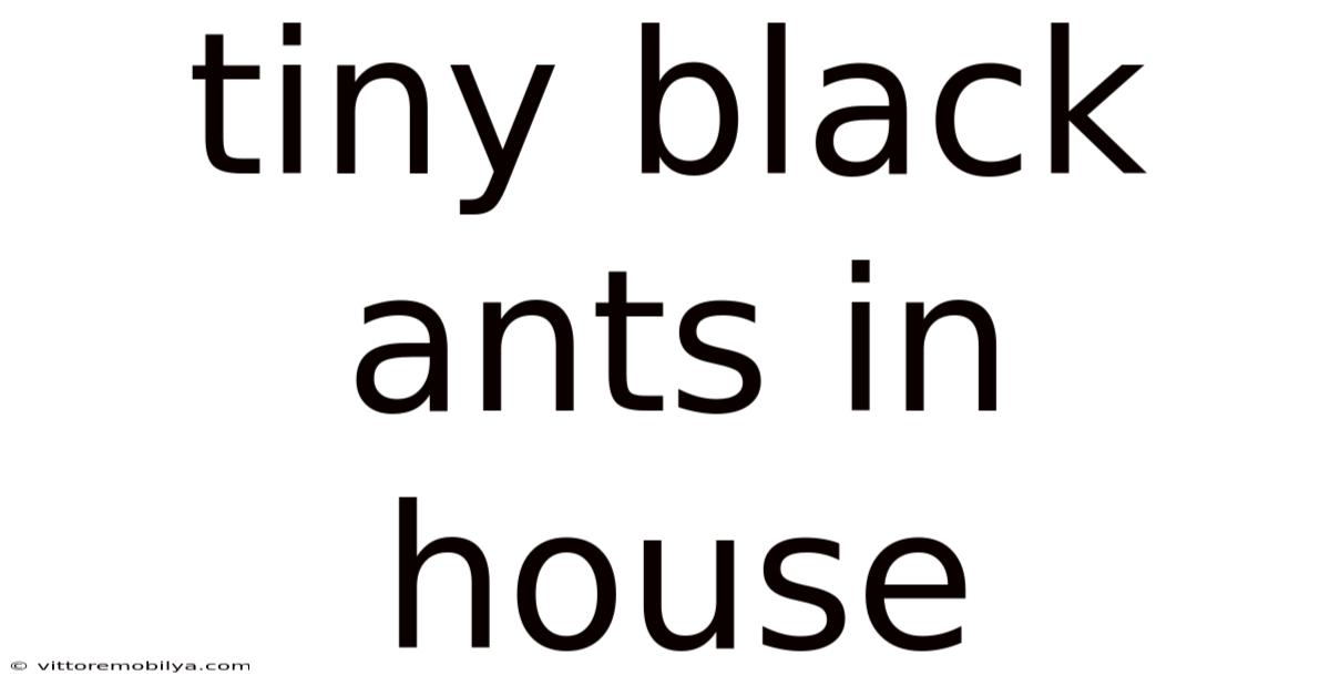 Tiny Black Ants In House