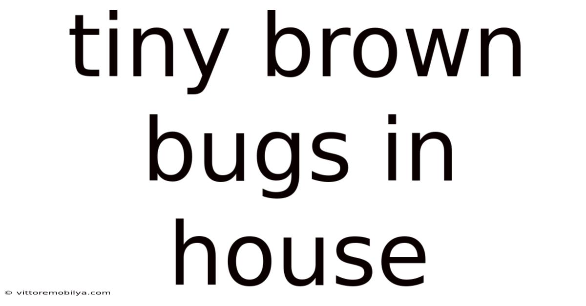 Tiny Brown Bugs In House