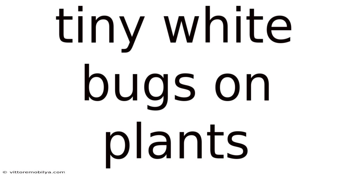 Tiny White Bugs On Plants