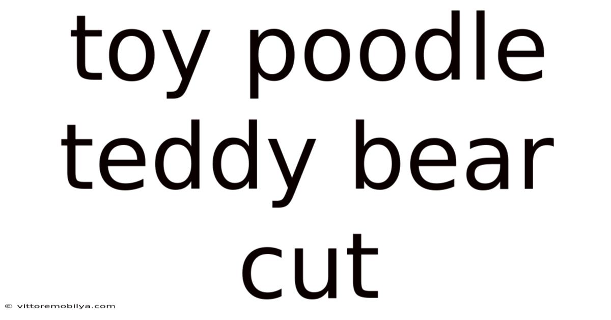 Toy Poodle Teddy Bear Cut